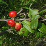 37 - malus sylvestris - crab apple