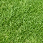 37 - perennial ryegrass