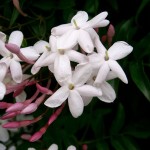 38 - Jasminum_polyanthum - jasmine