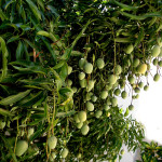 38 - Mangifera indica - mango