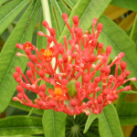 39 - jatropha multifida - CoralPlant