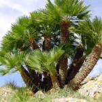 4 - Chamaerops humilis - mediterranean fan palmjpg