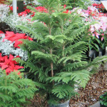 4 - araucaria heterophylla - norfolk island pine