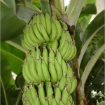 40 - Musa Acuminata - banana