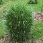 40 - Panicgrass