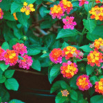 41 - lantana camara - lantana