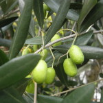 41 - olea europaea - olive