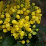 42 - mahonia aquifolium - oregon-grape