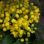 42 - mahonia aquifolium - oregon-grape