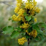 43 - Mahonia_pinnata - california holly grape