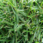 43 - Seashore Paspalum