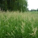 44 - Canarygrass