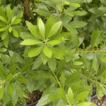45 - myrica cerifera - wax_myrtle