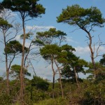 45 - pinus clausa - sand pine