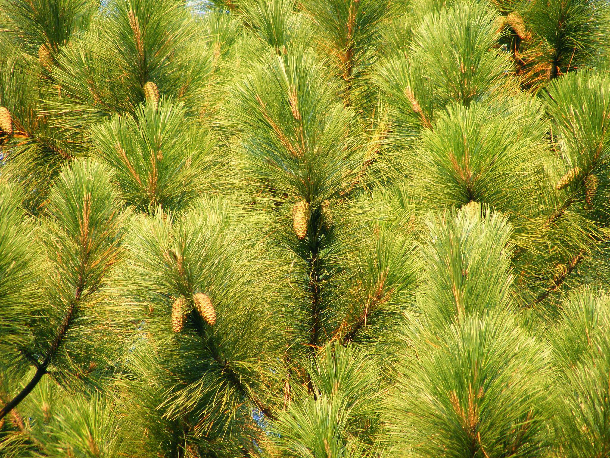 Сосна род хвойных. Pinus elliottii. Pinus elliottii дерево. Сосна Эллиота. Сосна Эллиота / сосна болотистая.