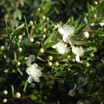 46 - mytrus communis - True Myrtle