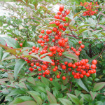 47 - Nandina domestica - Heavenly-Bamboo