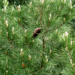47 - Pinus halepensis - aleppo pine