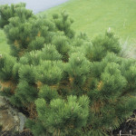 48 - Pinus thunbergii - japanese black pine