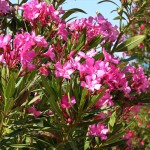 48 - nerium oleander - oleander