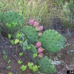 49 - opuntia - opunitia cactus