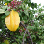 5 - Averrhoa carambola - starfruit