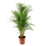5 - chrysalidocarpus lutescens - areca palm