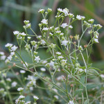 50 - parthenium-agrentatum - guayule