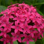 51 - Pentas lanceolata - Egyptian star-cluster