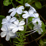 51 - Plumbago auriculata - cape plumbago