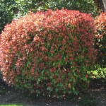 52 - Photinia fraseri - Photinia