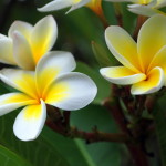 52 - Plumeria - Frangipani