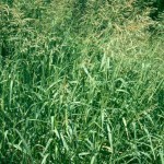 52 - Sudan grass