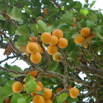 53 - Prunus armeniaca - apricot
