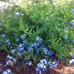 55 - Plumbago auriculata - Cape-plumbago