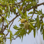 55 - Prunus dulcis - Almond