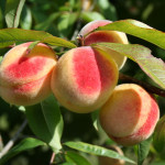 56 - Prunus persica - Peach