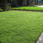 56 - Zoysia-Grass