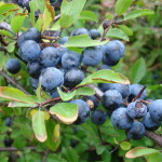 57 - prunus spinosa - blackthorn