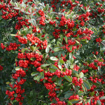 57 - pyracantha-red-firethorn