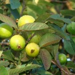 58 - Psidium guajava - guava