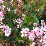 58 - Raphiolepis indica - Indian_Hawthorn