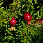 59 - Punica granatum - pomegranate