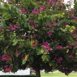 6 - Bauhinia purpurea - orchid tree