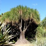 6 - Nolina recurvata - ponytail palm