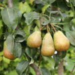 60 - Pyrus communis - pear