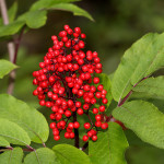 60 - Sambucus callicarpa - Green Coast Red Elderberry