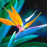 62 - Strelitzia reginae - bird-of-paradise