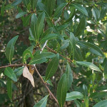 63 - Quercus laurifolia - Laural Oak