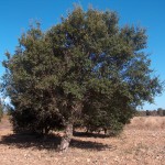64 - Quercus suber - cork oak